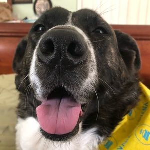 Meet your Posher, Thomas